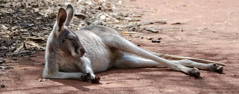 Smešne zgodbe o kenguruju